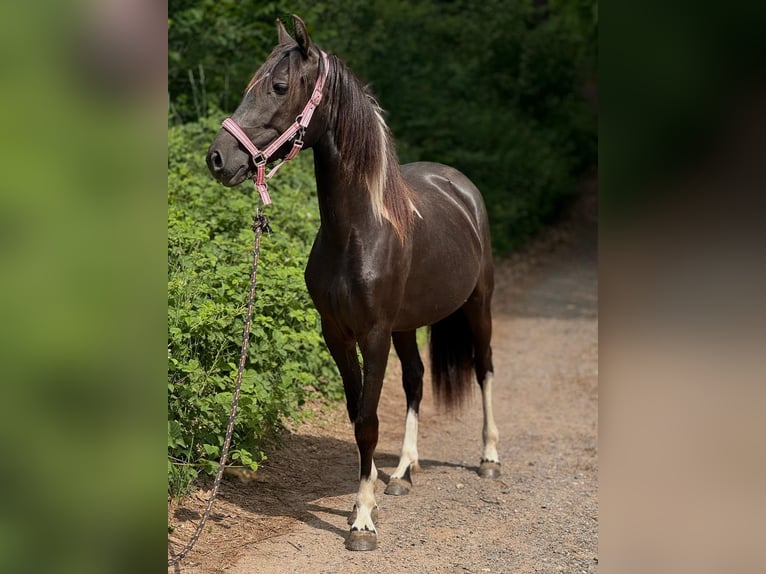 Cruzado Mare 2 years 15 hh Pinto in F&#xFC;rth