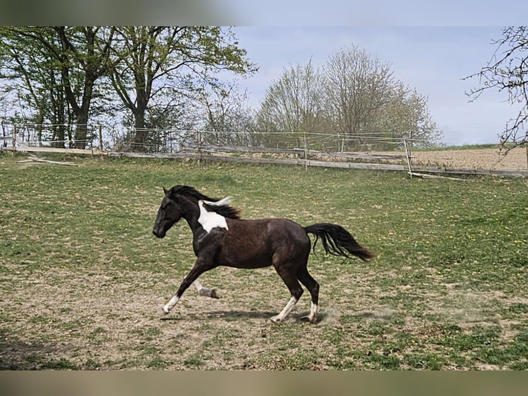 Cruzado Mare 2 years 15 hh Pinto in F&#xFC;rth