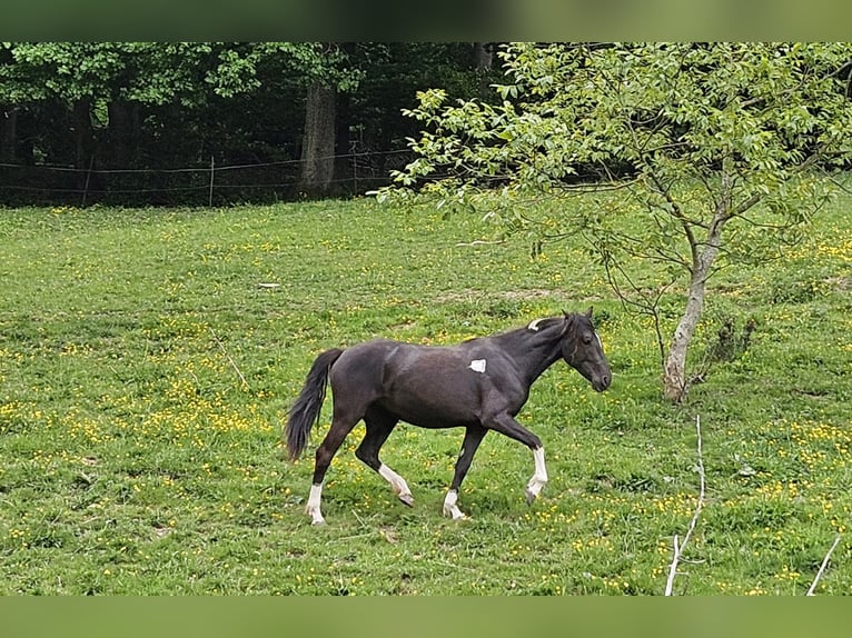 Cruzado Mare 2 years 15 hh Pinto in F&#xFC;rth