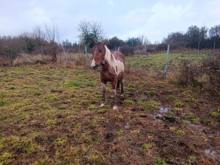 Cruzado Mix Mare 2 years Pinto in Grado