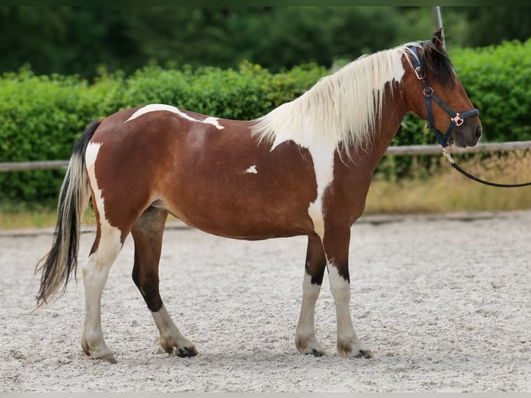 Cruzado Mare 3 years 13.1 hh Pinto in Neustadt (Wied)