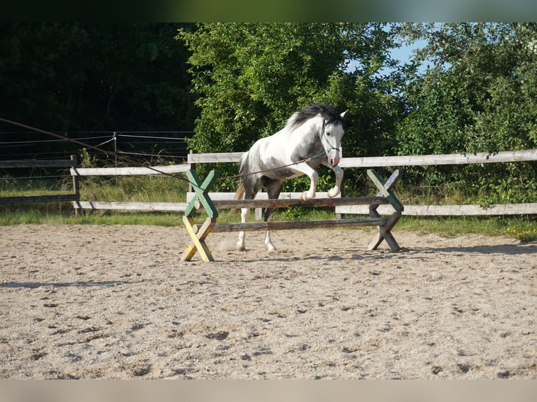 Cruzado Mix Mare 3 years 13,3 hh Pinto in Beratzhausen