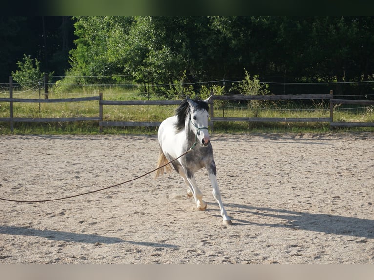 Cruzado Mix Mare 3 years 13,3 hh Pinto in Beratzhausen