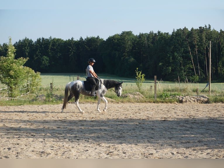 Cruzado Mix Mare 3 years 13,3 hh Pinto in Beratzhausen