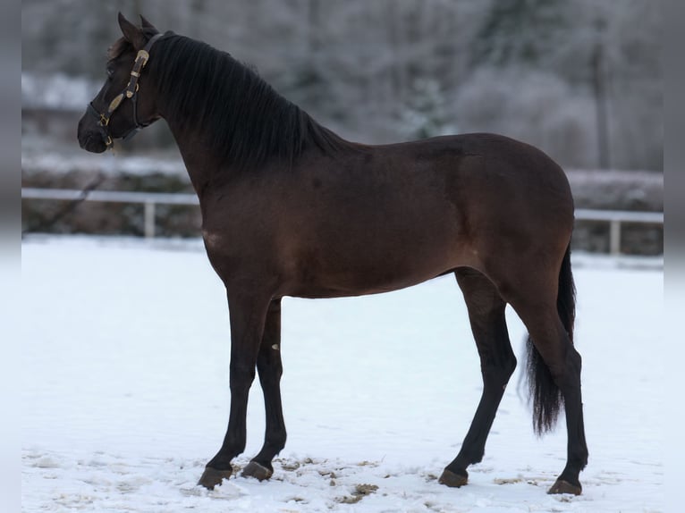 Cruzado Mare 3 years 14.2 hh Black in Neustadt (Wied)
