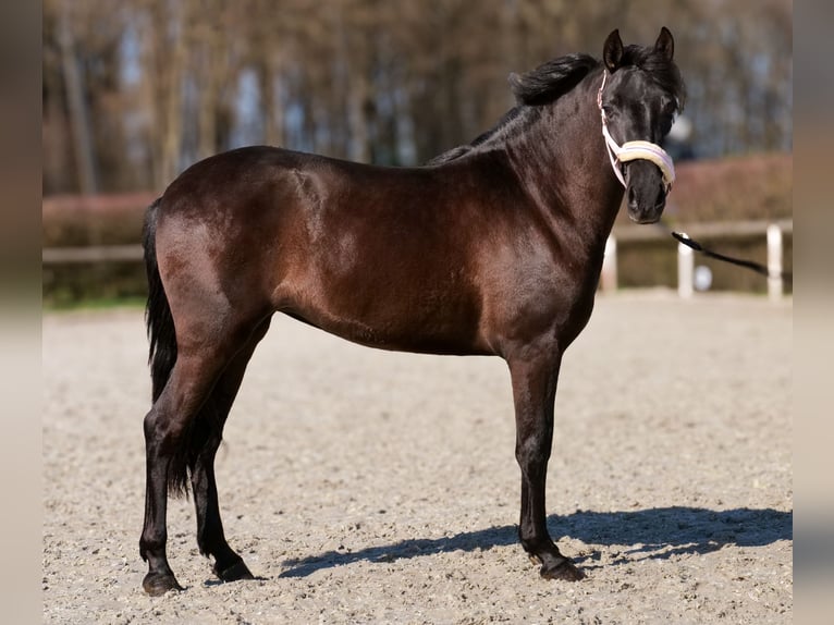 Cruzado Mare 3 years 14.2 hh Black in Neustadt (Wied)