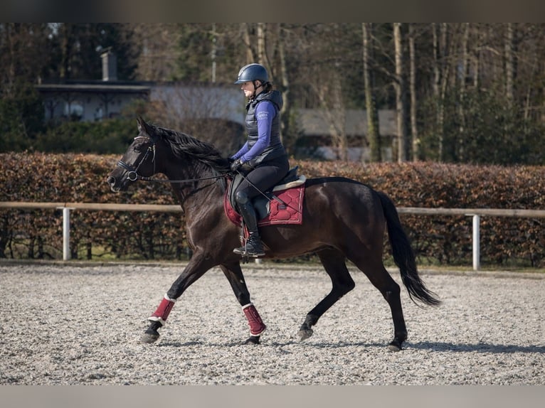 Cruzado Mare 3 years 14.2 hh Black in Neustadt (Wied)