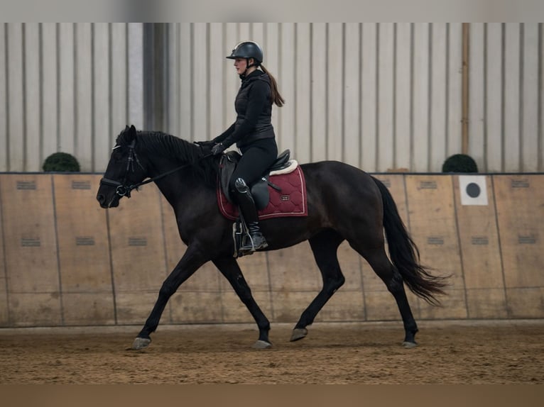 Cruzado Mare 3 years 14.2 hh Black in Neustadt (Wied)