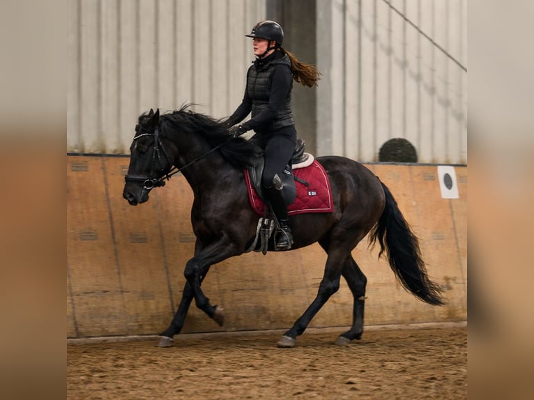 Cruzado Mare 3 years 14,2 hh Black in Neustadt (Wied)