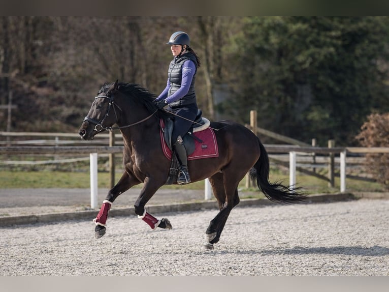 Cruzado Mare 3 years 14,2 hh Black in Neustadt (Wied)