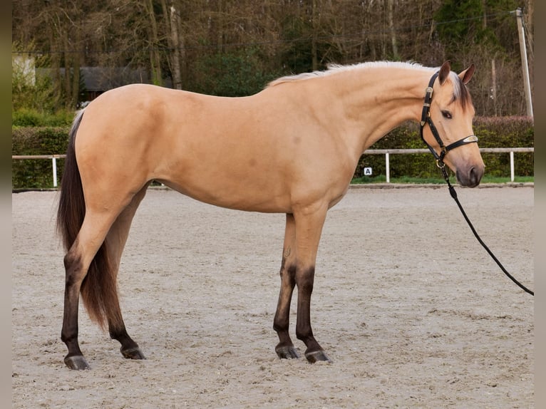 Cruzado Mare 3 years 15.2 hh Dun in Neustadt (Wied)