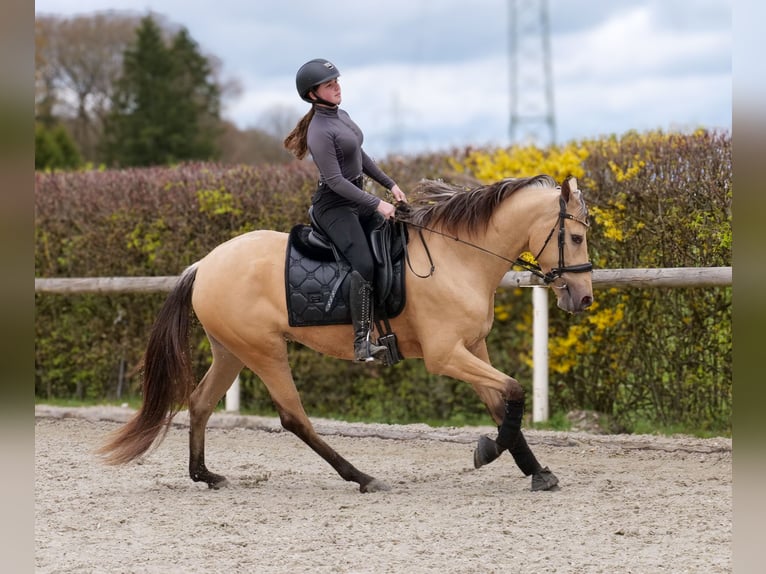 Cruzado Mare 3 years 15.2 hh Dun in Neustadt (Wied)