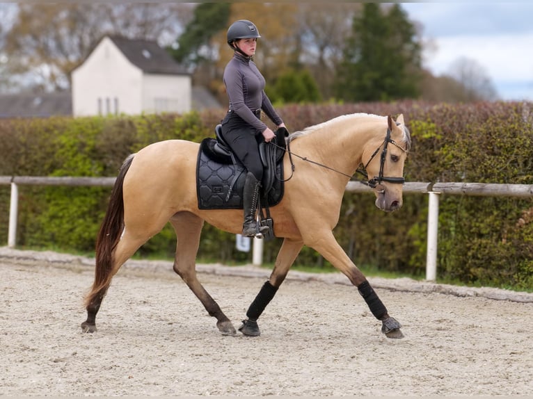 Cruzado Mare 3 years 15.2 hh Dun in Neustadt (Wied)