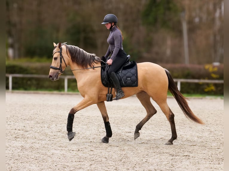 Cruzado Mare 3 years 15.2 hh Dun in Neustadt (Wied)