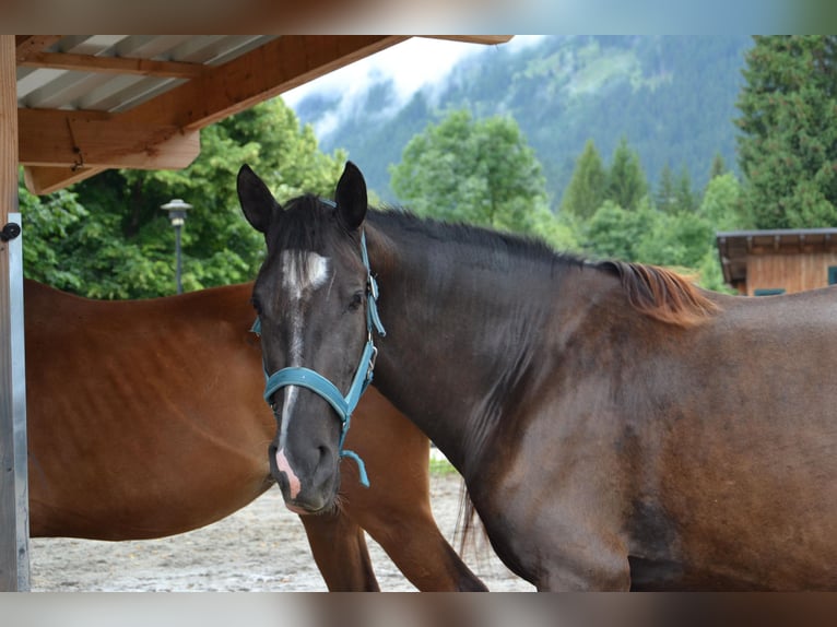 Cruzado Mix Mare 3 years 15 hh Bay-Dark in Reutte