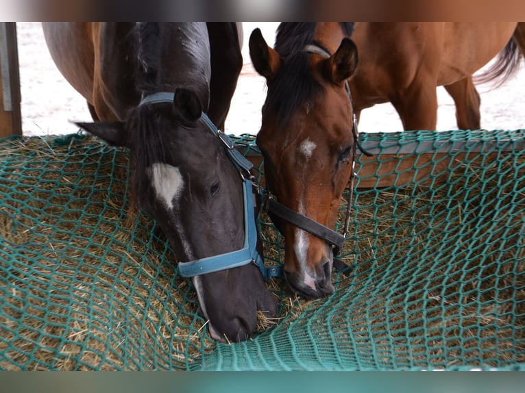 Cruzado Mix Mare 3 years 15 hh Bay-Dark in Reutte