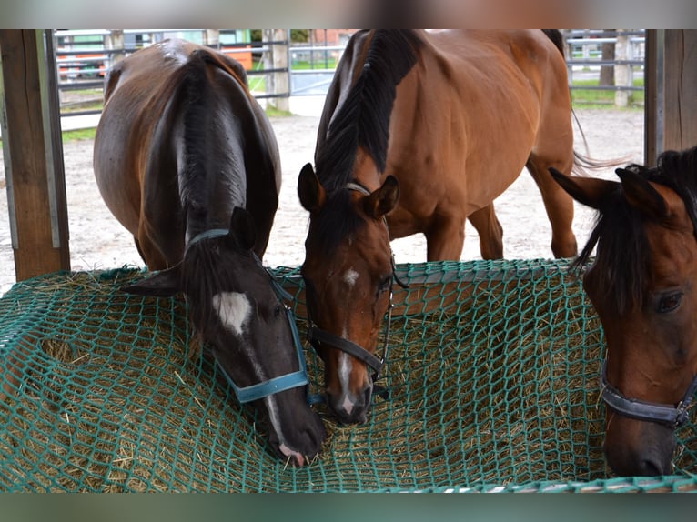 Cruzado Mix Mare 3 years 15 hh Bay-Dark in Reutte
