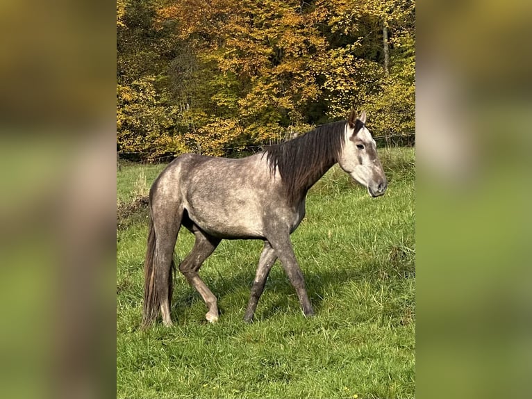 Cruzado Mare 3 years 15 hh Grey in Châtelat Cruzado Mare 3 years 15 hh Grey in Châtelat