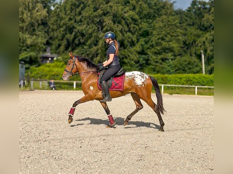 Cruzado Mare 3 years 15 hh Leopard-Piebald in Neustadt (Wied)