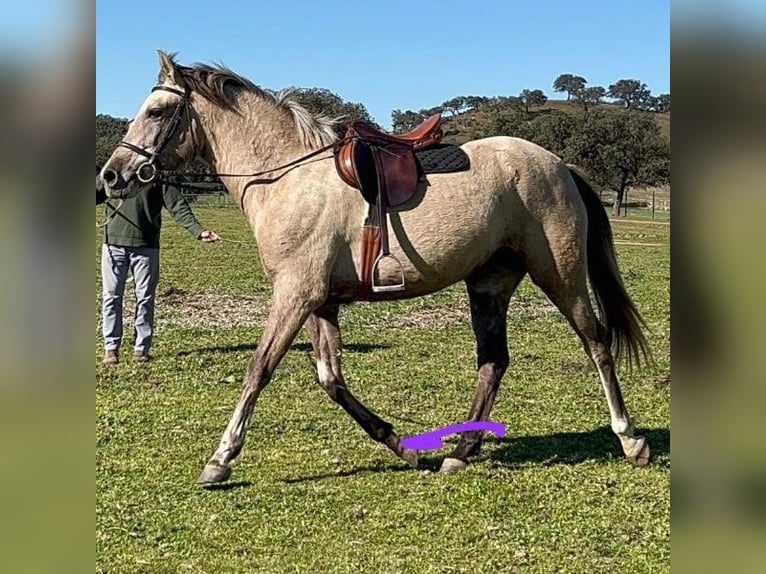 Cruzado Mare 3 years 15,2 hh Grey in Sabadell Cruzado Mare 3 years 15,2 hh Grey in Sabadell