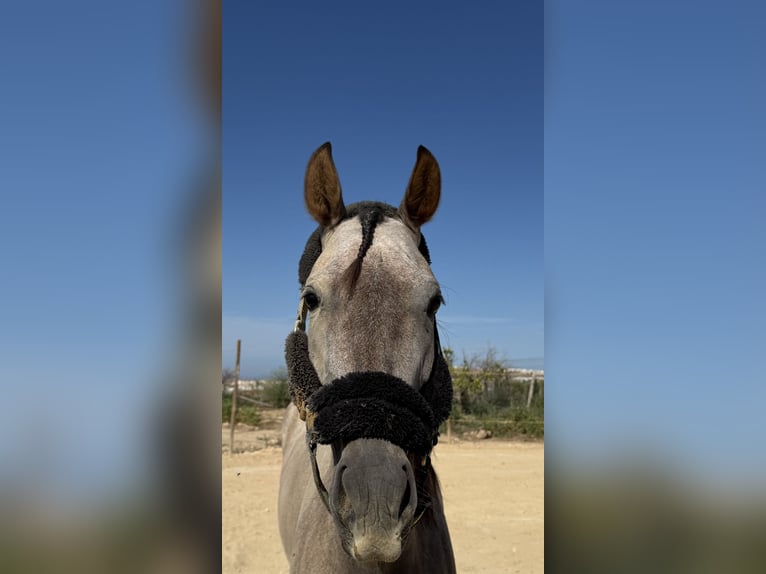 Cruzado Mix Mare 4 years 14.1 hh Grey in Torrevieja
