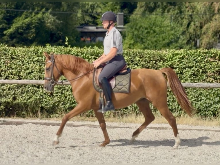Cruzado Mare 4 years 14.2 hh Chestnut-Red in Neustadt (Wied)