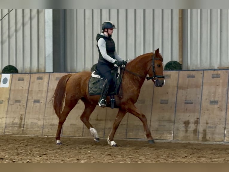 Cruzado Mare 4 years 14,2 hh Chestnut-Red in Neustadt (Wied)