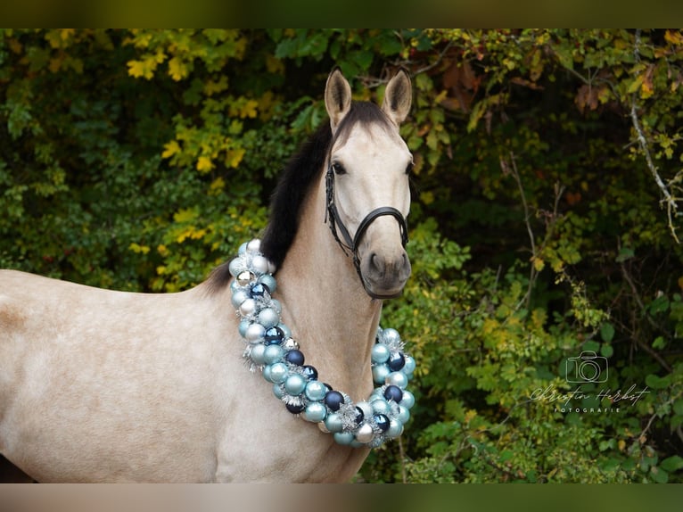 Cruzado Mare 4 years 14,3 hh Dun in Kupferzell-Löcherholz Cruzado Mare 4 years 14,3 hh Dun in Kupferzell-Löcherholz