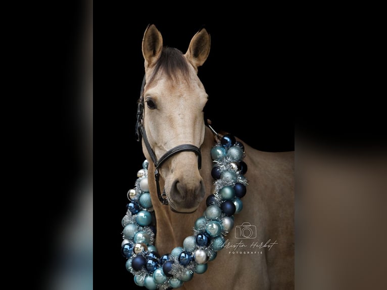 Cruzado Mare 4 years 14,3 hh Dun in Kupferzell-Löcherholz Cruzado Mare 4 years 14,3 hh Dun in Kupferzell-Löcherholz