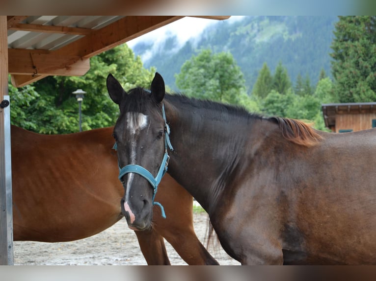 Cruzado Mix Mare 4 years 15 hh Bay-Dark in Reutte