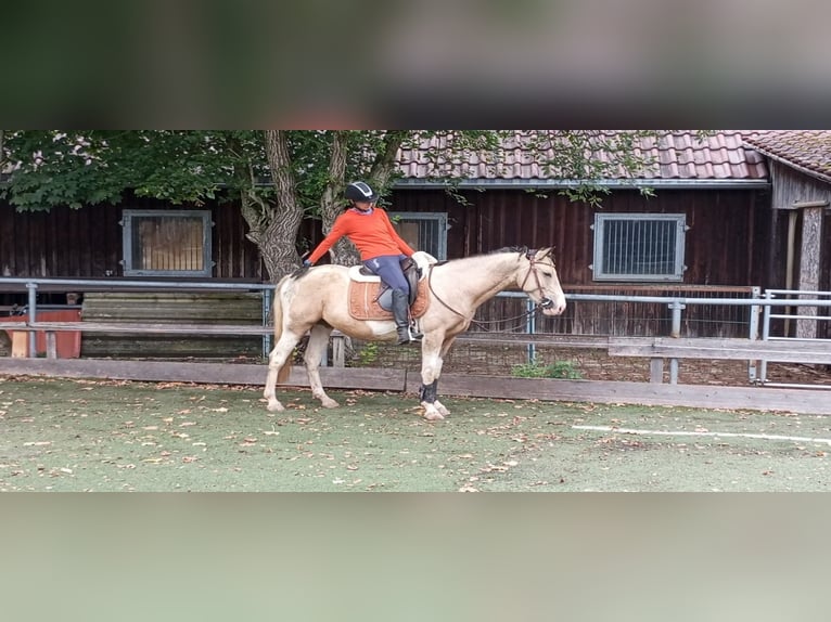 Cruzado Mare 4 years 15 hh Palomino in Abtsgmünd