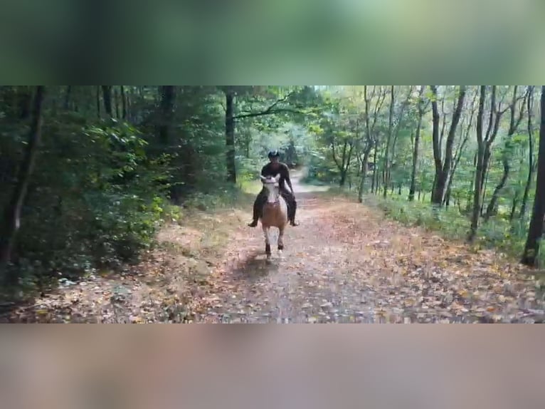 Cruzado Mare 4 years 15 hh Palomino in Abtsgmünd