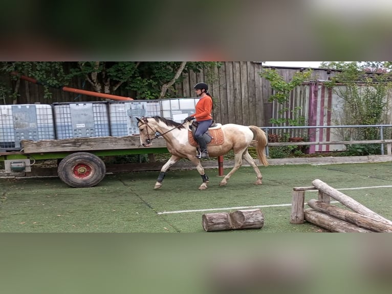 Cruzado Mare 4 years 15 hh Palomino in Abtsgmünd