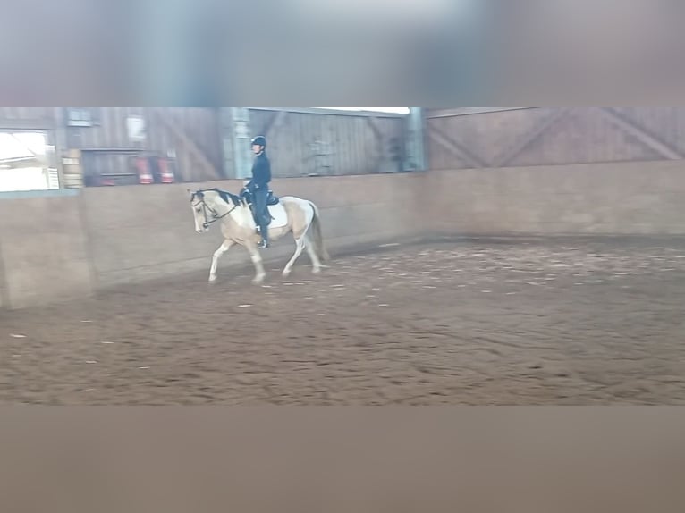 Cruzado Mare 4 years 15 hh Palomino in Abtsgmünd