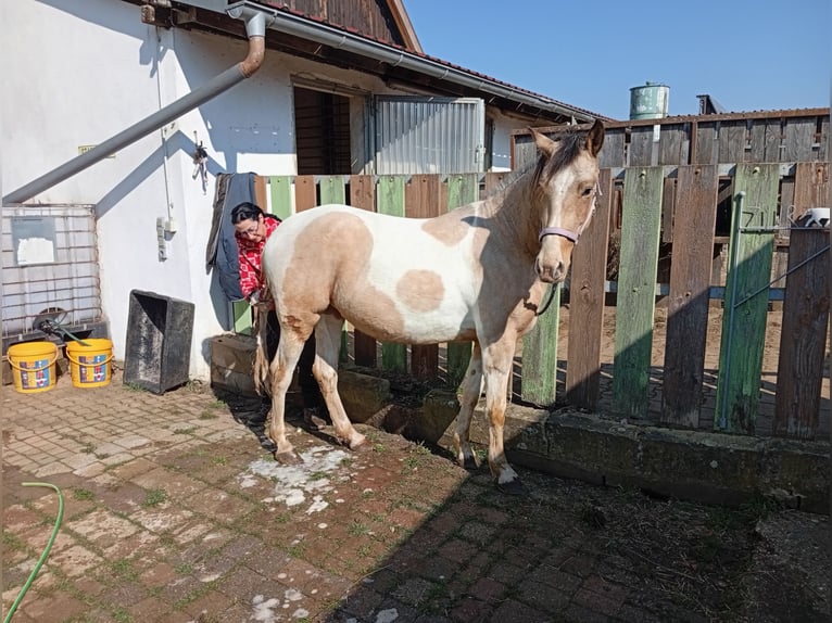 Cruzado Mare 4 years 15 hh Palomino in Abtsgmünd