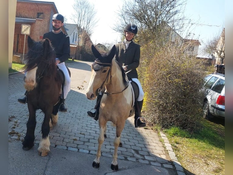 Cruzado Mare 4 years 15 hh Palomino in Abtsgmünd