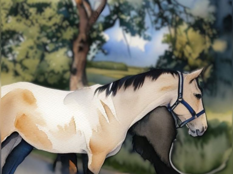Cruzado Mare 4 years 15 hh Palomino in Abtsgmünd