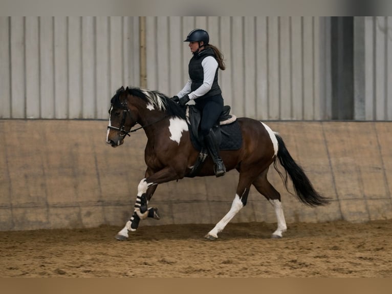 Cruzado Mare 4 years 15 hh Pinto in Neustadt (Wied)