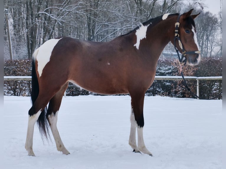 Cruzado Mare 4 years 15 hh Pinto in Neustadt (Wied)