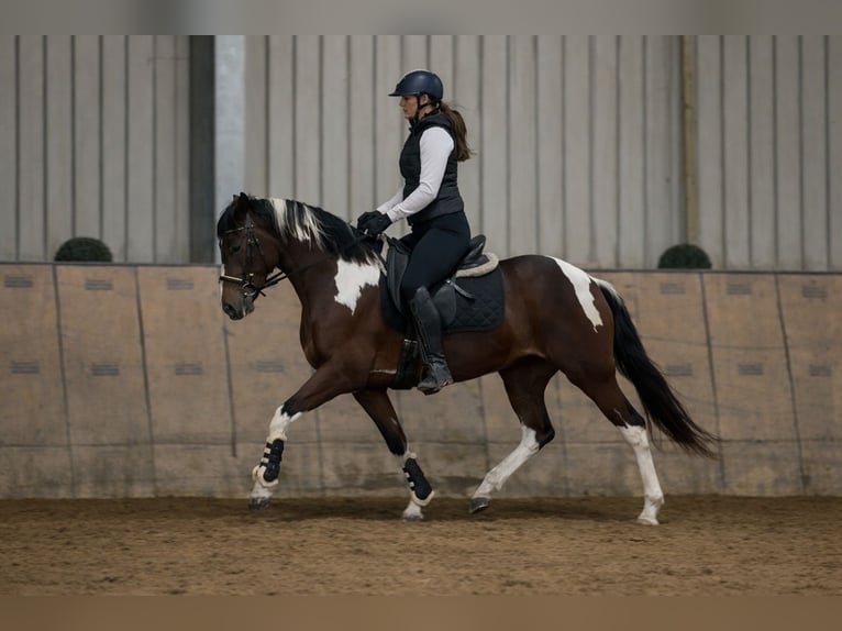 Cruzado Mare 4 years 15 hh Pinto in Neustadt (Wied)