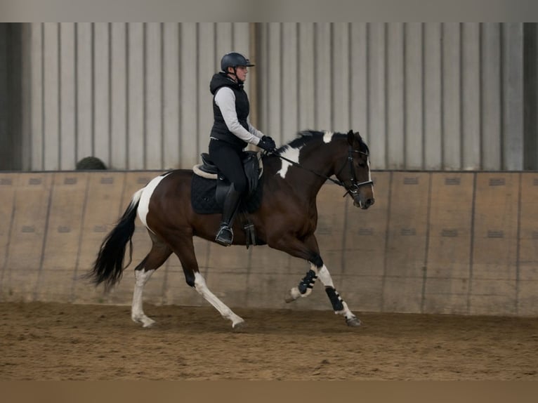 Cruzado Mare 4 years 15 hh Pinto in Neustadt (Wied)