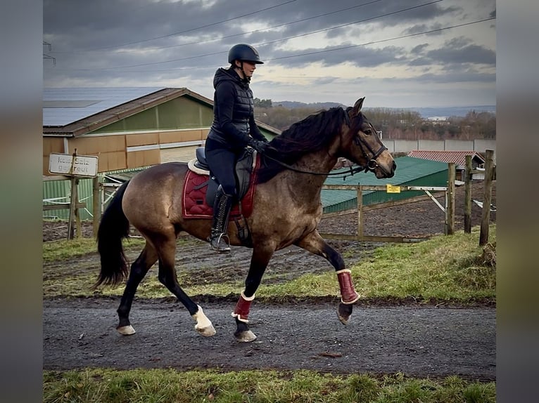 Cruzado Mare 4 years 15,1 hh Dun in Neustadt (Wied)