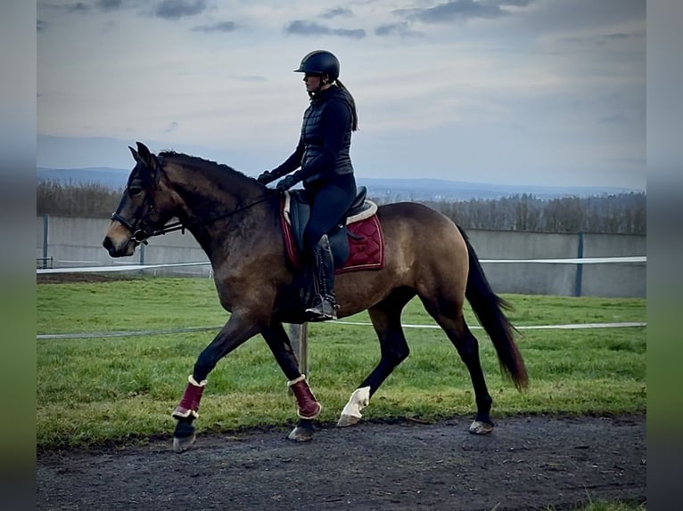 Cruzado Mare 4 years 15,1 hh Dun in Neustadt (Wied)