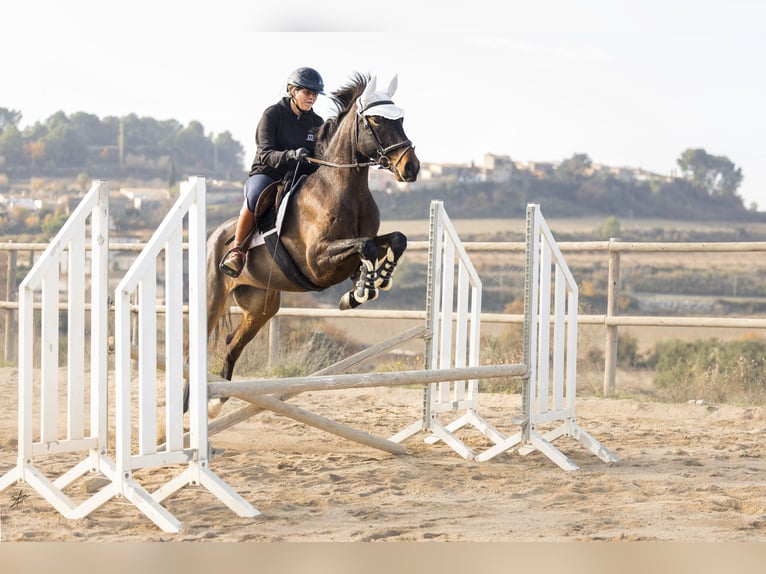 Cruzado Mare 4 years 15,2 hh Brown in Subirats