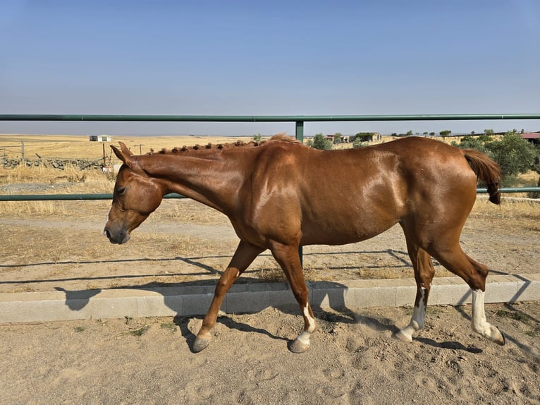 Cruzado Mare 4 years 15,2 hh Chestnut-Red in Brozas