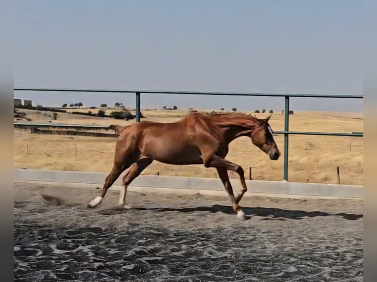 Cruzado Mare 4 years 15,2 hh Chestnut-Red in Brozas