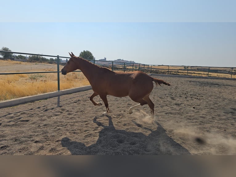 Cruzado Mare 4 years 15,2 hh Chestnut-Red in Brozas