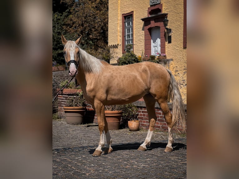 Cruzado Mare 4 years 15,2 hh Palomino in Rommerskirchen