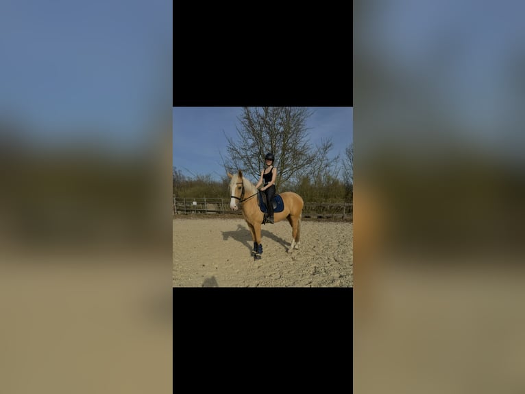 Cruzado Mare 4 years 15,2 hh Palomino in Rommerskirchen