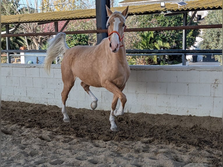 Cruzado Mare 4 years 15,2 hh Palomino in Rommerskirchen